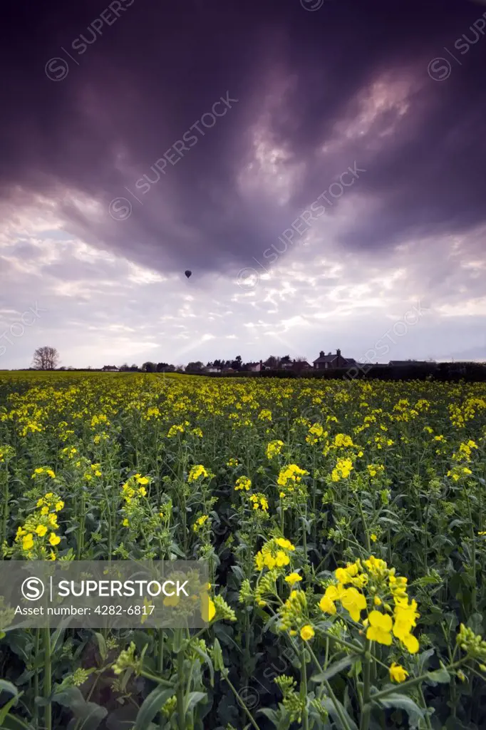 England, Essex, Dedham. Oil seed rape. Rapeseed is widely cutivated throughout the world for the production of animal feed, vegetable oil and biodiesel.