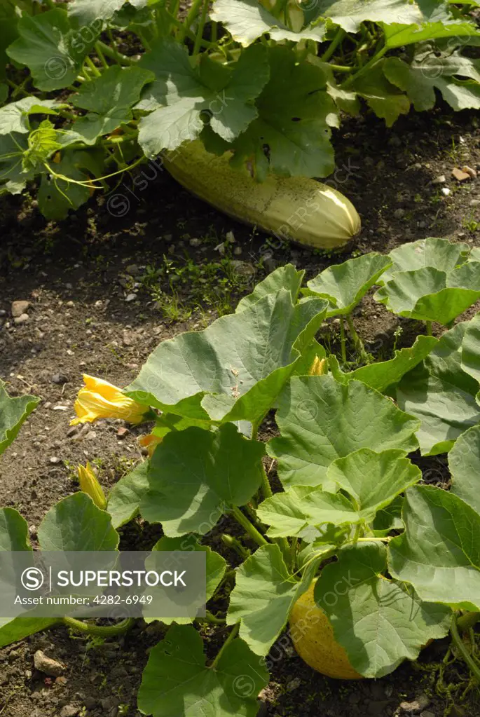 England, Kent, Bromley. Marrows growing on allotment.