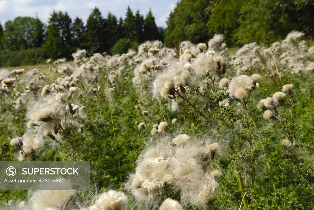 England, Kent, Bromley. Thistledown blowing in the wind.