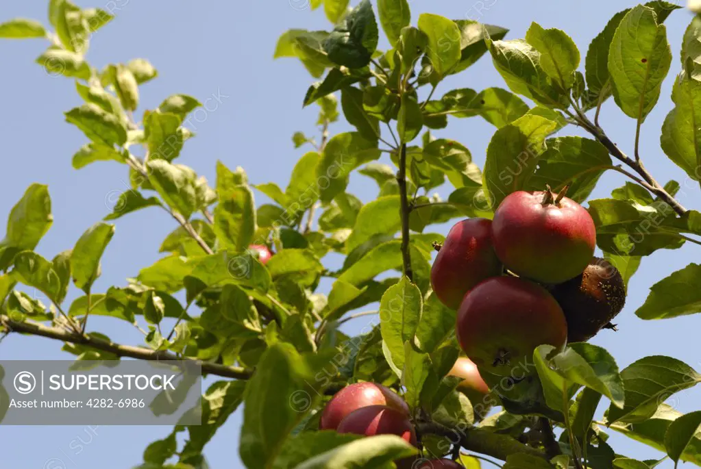 England, Kent. Close up of apples growing in an orchard in Kent, known as the garden of England.