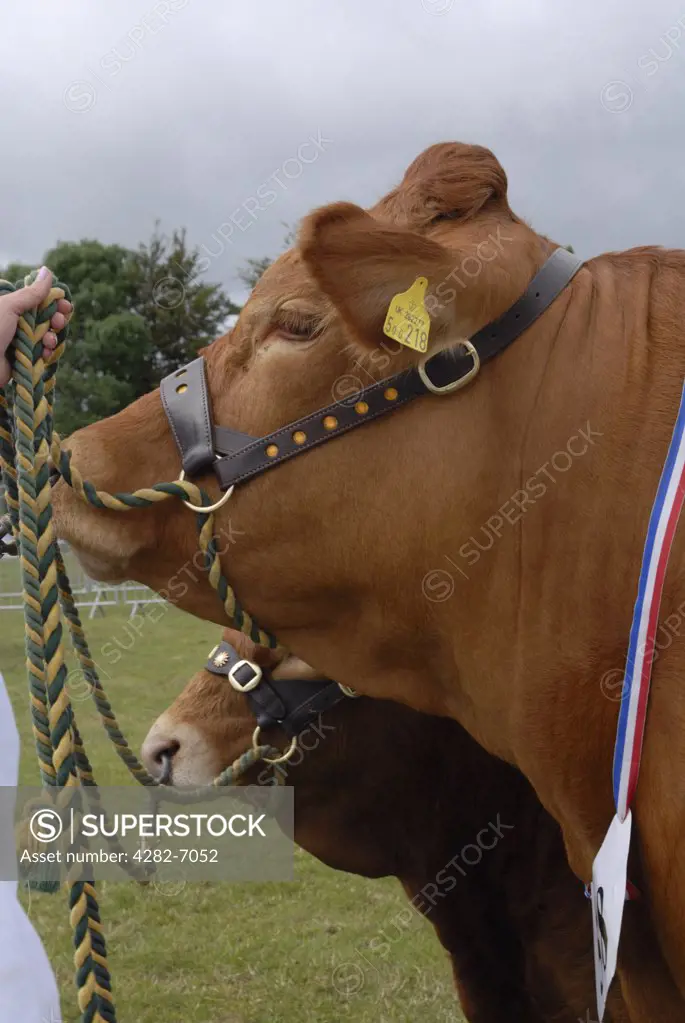 England, Kent, Detling. Cattle entered in a livestock competition at the Kent County Show.