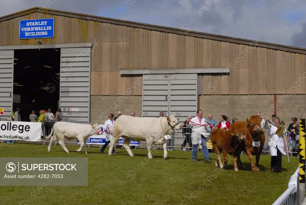 England, Kent, Detling. Cattle being paraded in a livestock competition at the Kent Couty Show.