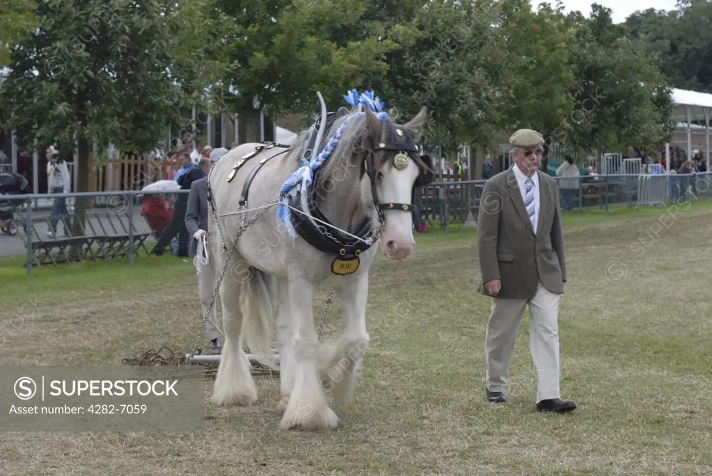 England, Kent, Detling. A cart horse being paraded in a competition at the Kent County Show.