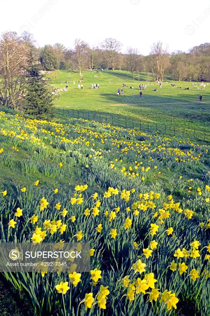 England, London, Hampstead. A carpet of daffodils on Hampstead Heath.