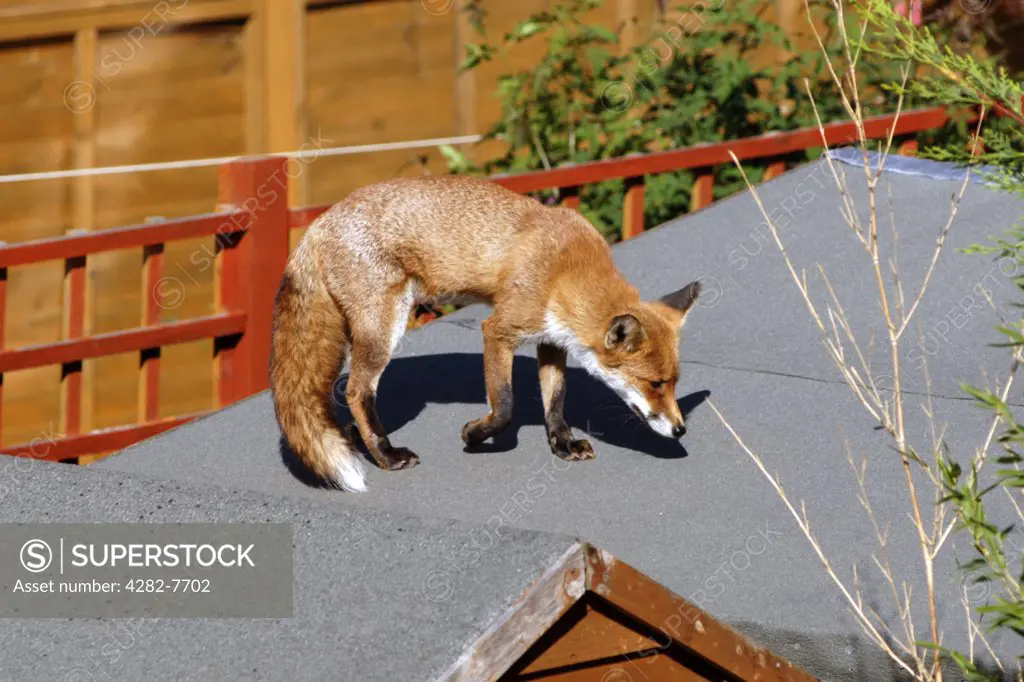 England, Surrey, Richmond. A red fox on the roof of a shed in a suburban home garden.