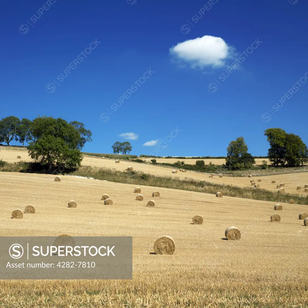 England, Berkshire, Windsor. Hayfield with hay bales. The bales are formed using mechanical harvesting techniques.