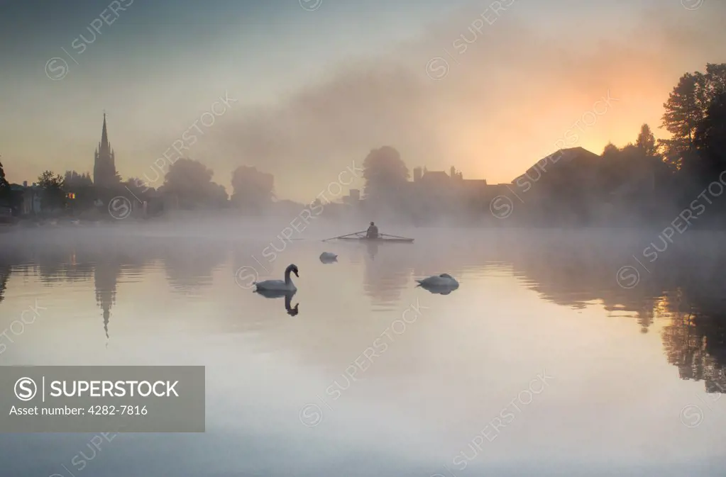 England, Buckinghamshire, Marlow. Swans at dawn in the mist with rowing boat at Marlow. Marlow is Anglo Saxon and means 'land remaining after the draining of a pool'.
