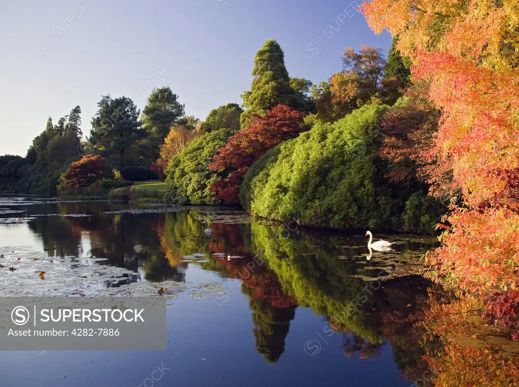 England, East Sussex, Haywards Heath. A swan on the lake surounded by Autumn colours at Sheffield Park Gardens.