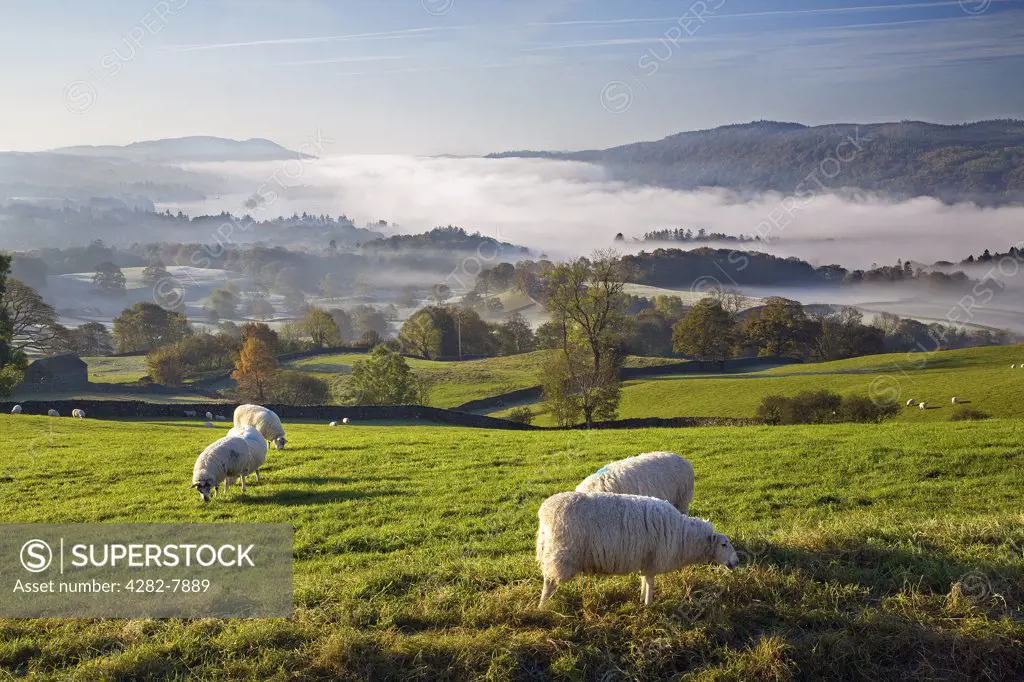 England, Cumbria, Lake Windermere. Sheep grazing above the morning mist over Lake Windermere.