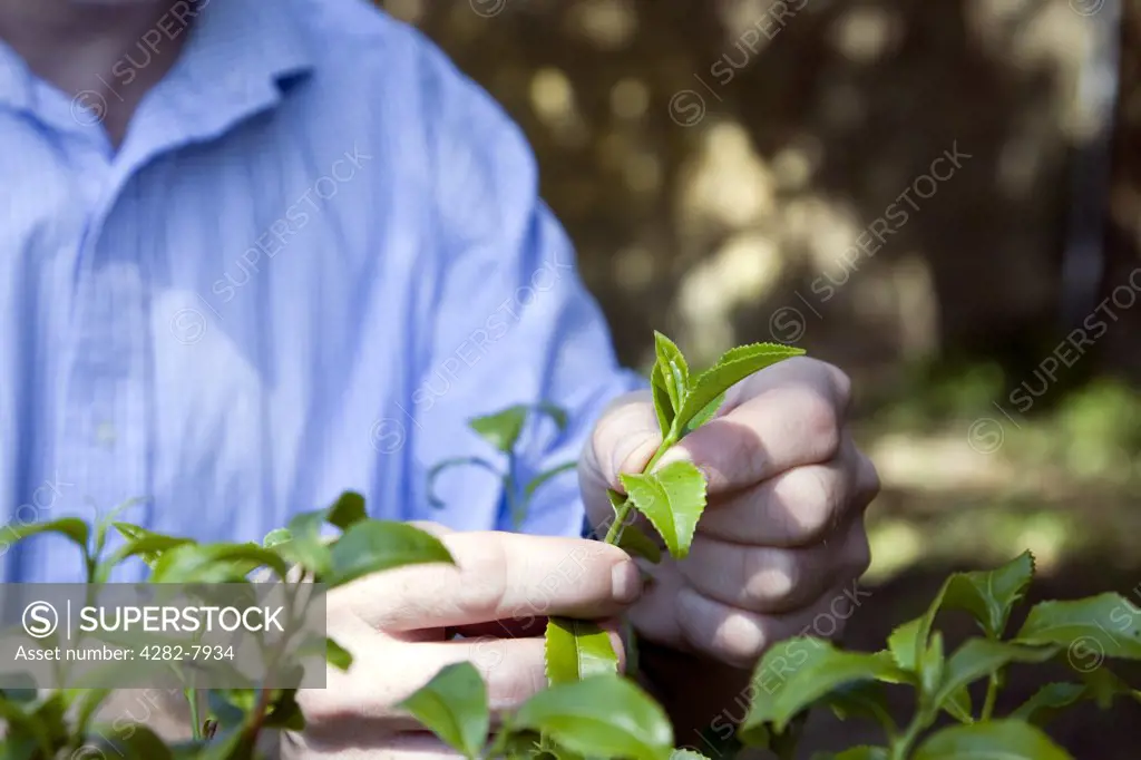 England, Cornwall, Tregothnan Estate. A close up of a gardener tea leaf picking at Tregothnan Estate in Cornwall.