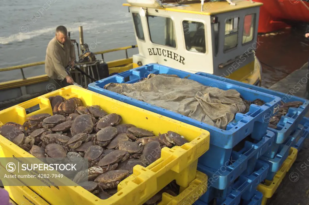 England, Norfolk. Trays of freshly caught crabs being offloaded from a boat.