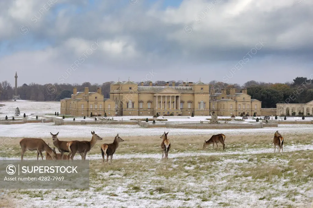 England, Norfolk, Holkham. Holkham Hall and estate after a snowfall, with deer in foreground.