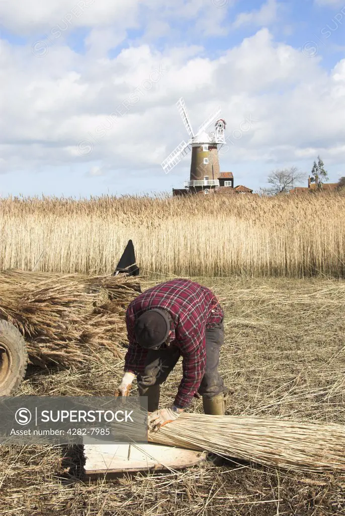 England, Norfolk, Cley. A reed cutter bundling cut reeds.