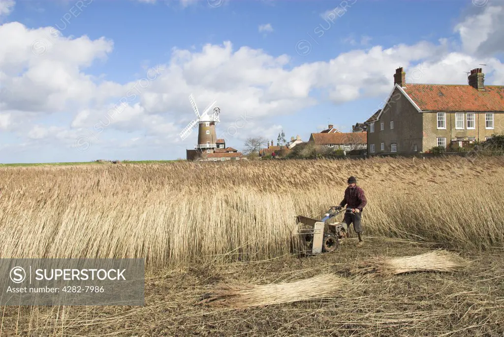 England, Norfolk, Cley. A reed cutter using a mechanised cutter to harvest phragmites reed for thatching use.