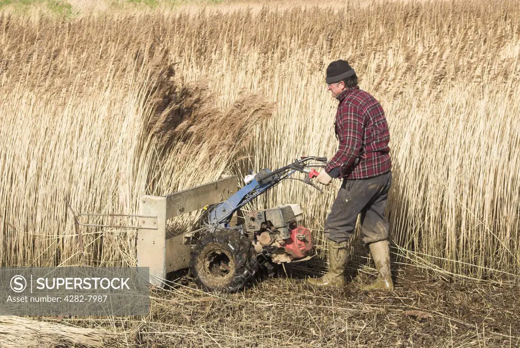 England, Norfolk, Cley. A reed cutter using a mechanised cutter to harvest phragmites reed for thatching use.