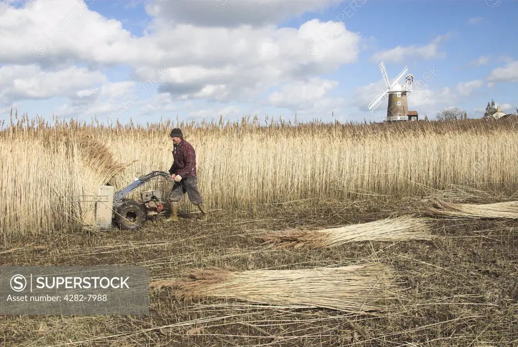 England, Norfolk, Cley. A reed cutter using a mechanised cutter to harvest phragmites reed for thatching use.