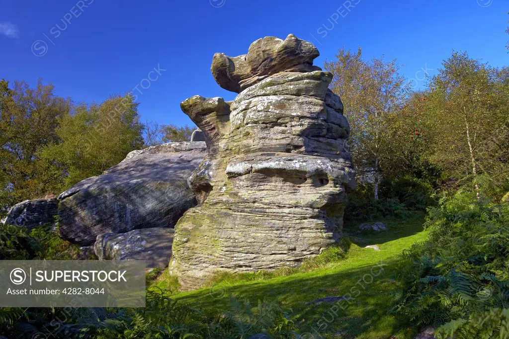 England, North Yorkshire, Brimham Rocks. The Dancing Bear rock formation at Brimham Rocks, one of many strange shaped eroded millstone grit rocks on Brimham Moor.