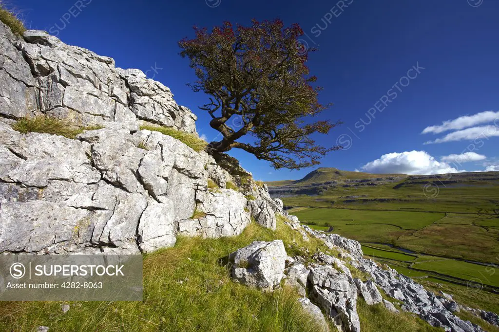 England, North Yorkshire, Ingleton. View of Ingleborough, the second highest mountain in the Yorkshire Dales and one of the Yorkshire Three Peaks, from Twistleton Scars.