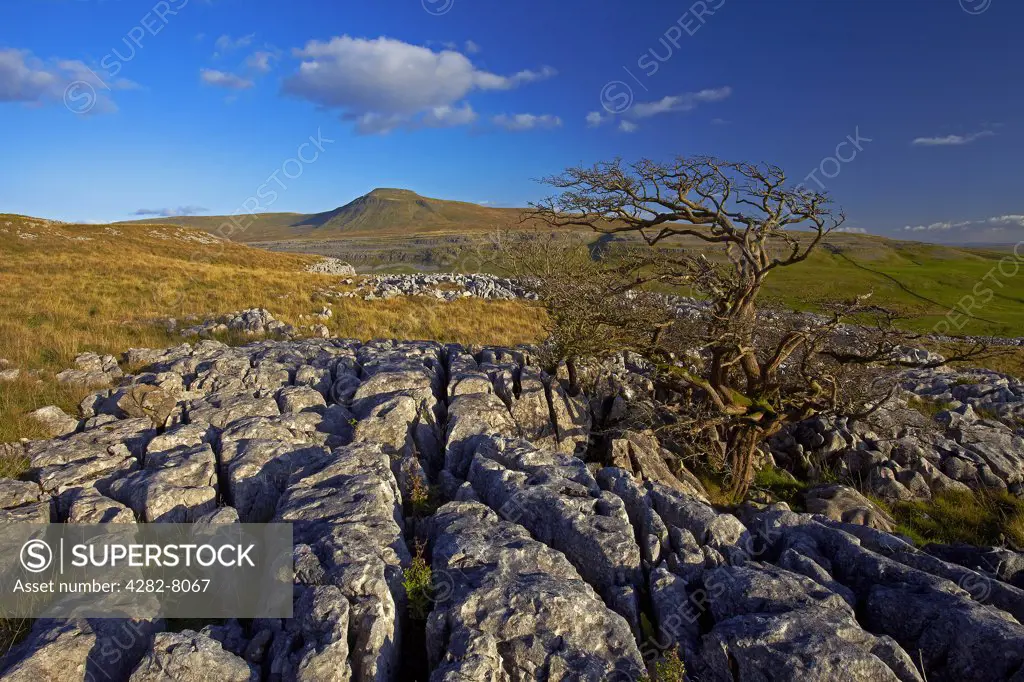 England, North Yorkshire, Ingleton. View of Ingleborough, the second highest mountain in the Yorkshire Dales and one of the Yorkshire Three Peaks, from Twistleton Scars.