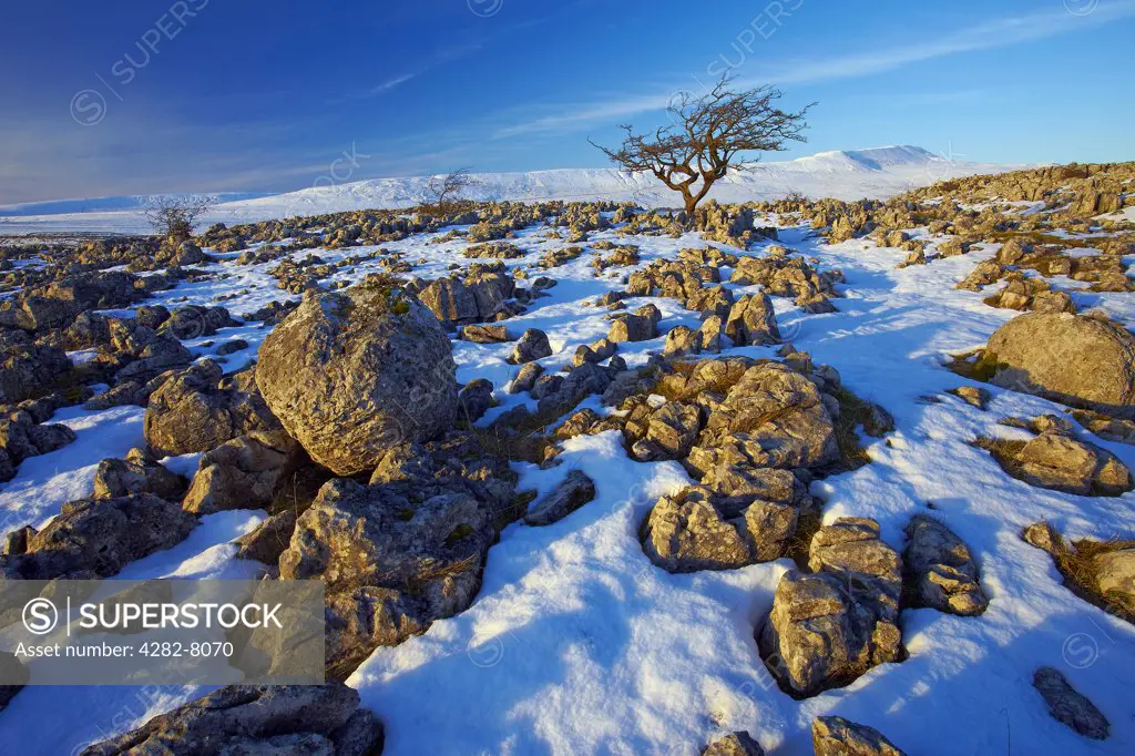England, North Yorkshire, Near Chapel-le-Dale. Snow covering the limestone pavement at Southerscales nature reserve with Whernside, a mountain in the Yorkshire Dales, one of the Yorkshire Three Peaks, in the distance.