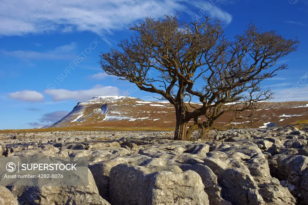England, North Yorkshire, Ingleton. View over the White Scar limestone pavement towards Ingleborough, the second highest mountain in the Yorkshire Dales and one of the Yorkshire Three Peaks.