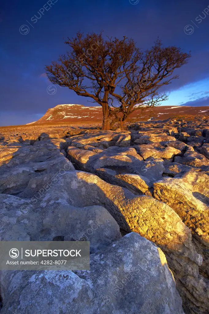 England, North Yorkshire, Ingleton. Tree growing out of the White Scar limestone pavement with Ingleborough, the second highest mountain in the Yorkshire Dales and one of the Yorkshire Three Peaks, in the distance.