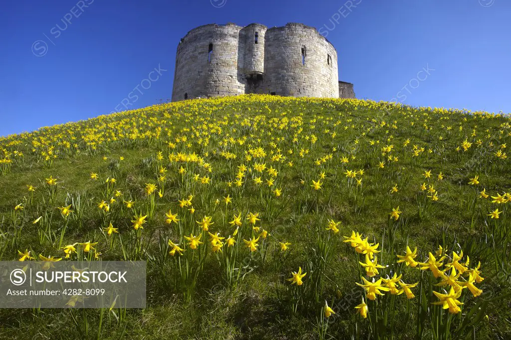 England, North Yorkshire, York. Spring flowers on the motte leading up to Clifford's Tower, a keep built in the latter half of the thirteenth century, named after Roger de Clifford who was hanged there in 1322.