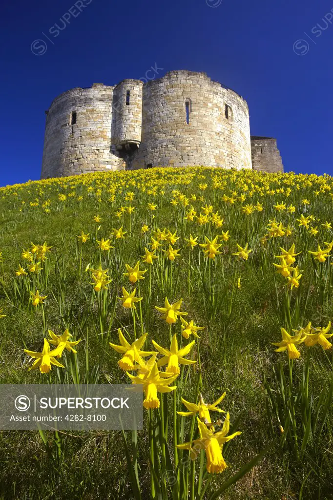 England, North Yorkshire, York. Spring flowers on the motte leading up to Clifford's Tower, a keep built in the latter half of the thirteenth century, named after Roger de Clifford who was hanged there in 1322.