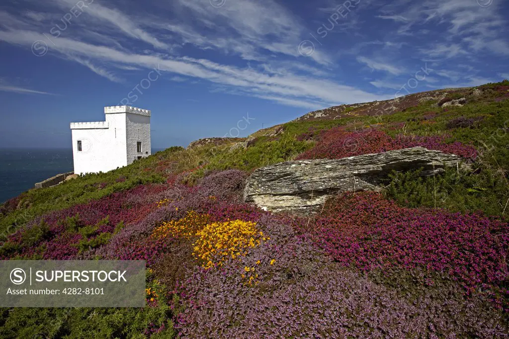 Wales, Anglesey, South Stack. Ellin's Tower at South Stack cliffs, the RSPB visitor centre for observing breeding seabird colonies, surrounded by gorse and heather heathland in late summer.