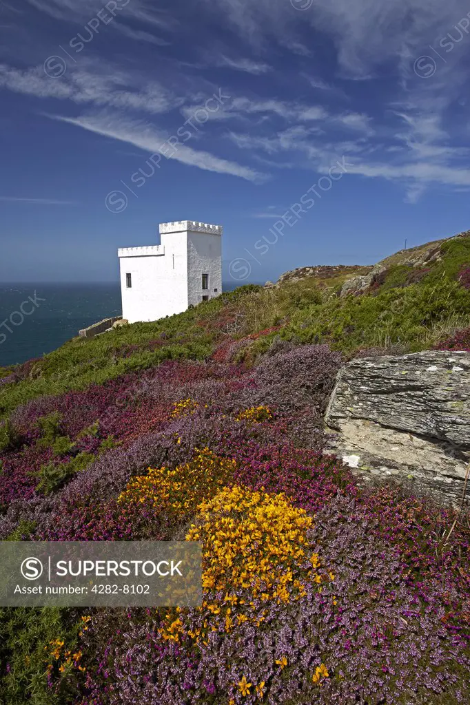 Wales, Anglesey, South Stack. Ellin's Tower at South Stack cliffs, the RSPB visitor centre for observing breeding seabird colonies, surrounded by gorse and heather heathland in late summer.