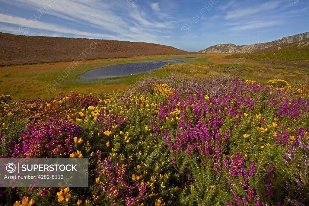 Wales, Anglesey, South Stack. View over gorse and heather heathland looking towards Holyhead Mountain.