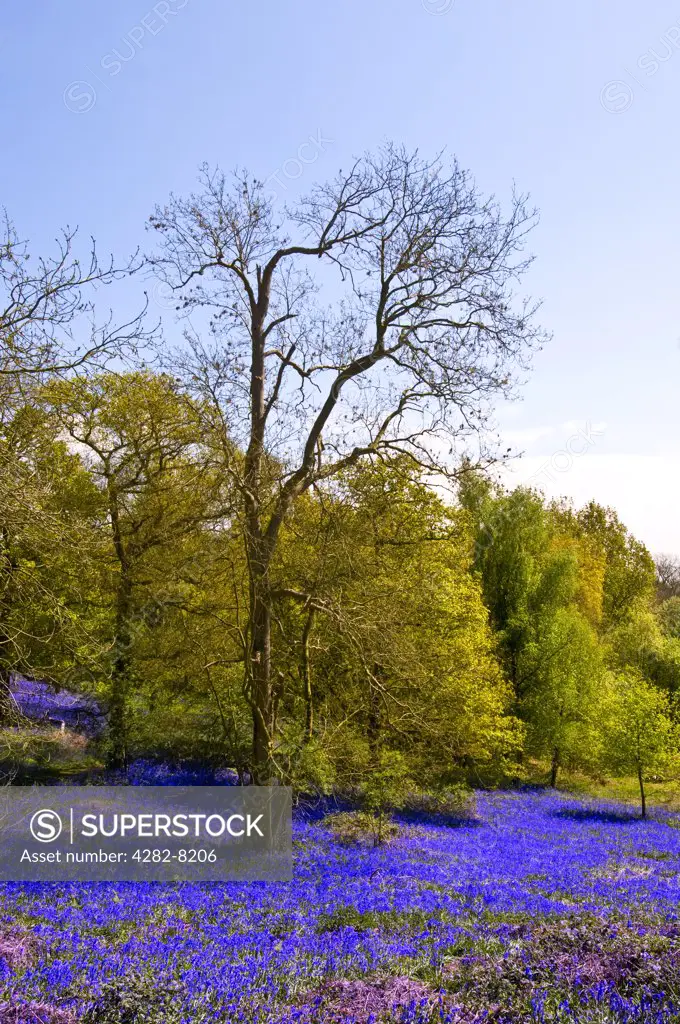 England, Essex, Basildon. Bluebells carpeting the ground in Langdon Hills Country Park.