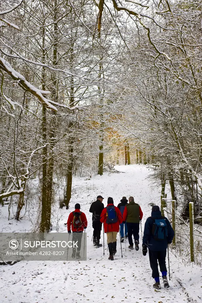 England, Essex, Brentwood. Ramblers walking on a snow covered path in woodland.