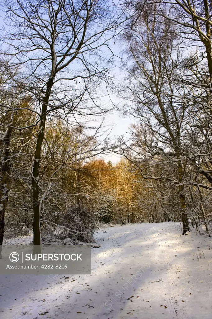 England, Essex, Brentwood. Snow covered woodland in winter.