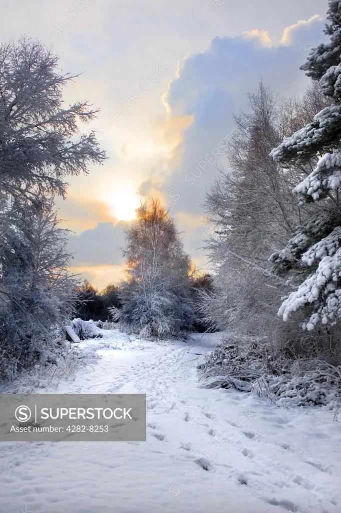 England, Essex, Brentwood. Heavy snowfall in a woodland.