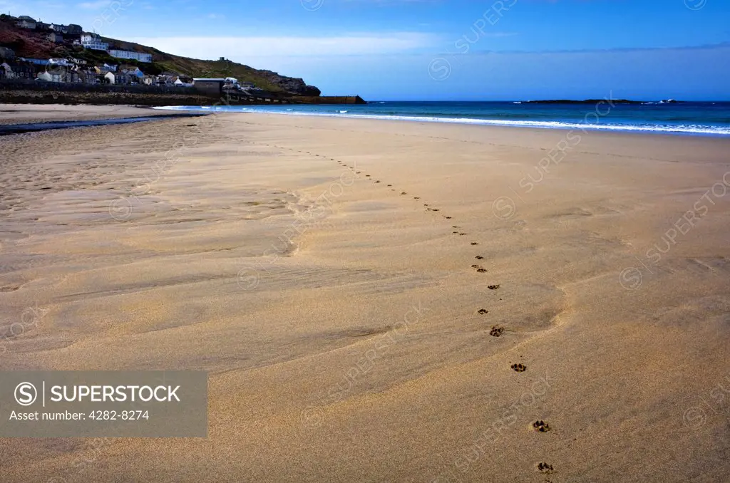 England, Cornwall, Sennen. Paw prints in the sand on Sennen Beach.