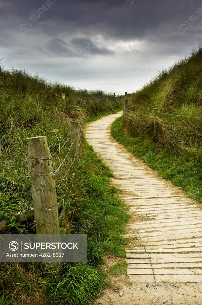 England, Cornwall, Gwithian. A wooden walkway through sand dunes covered with Marram Grass in Cornwall.