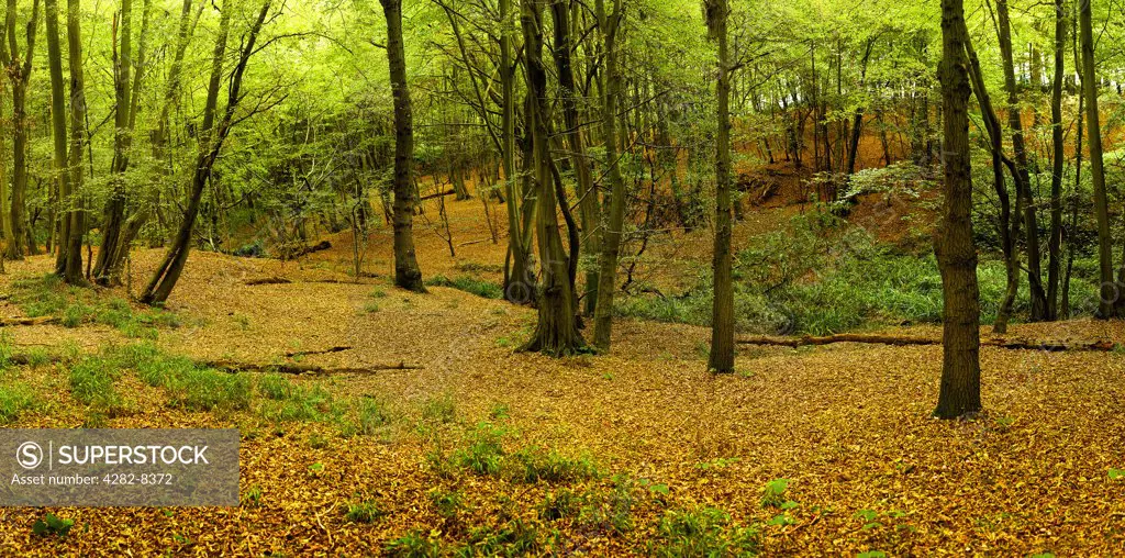 England, Essex, Brentwood. Autumn leaves covering the ground of an ancient woodland.