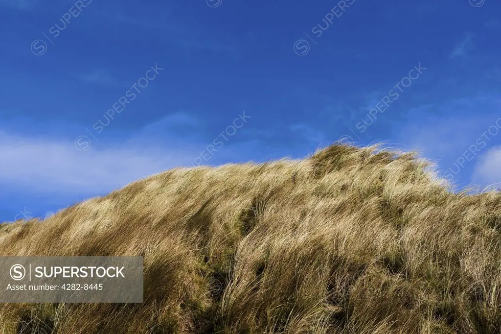 England, Cornwall, Gwithian Towans. Marram grass on a sand dune by the beach at Gwithian Towans.