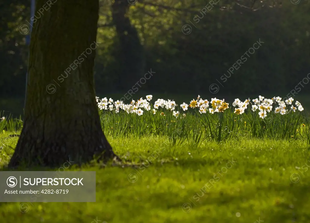 England, Essex, Basildon. Early morning light illuminating Daffodils.