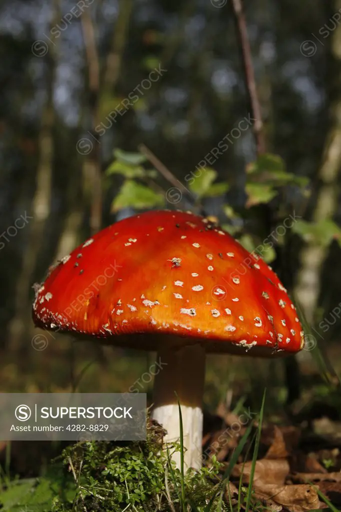 England, Warwickshire, Alvecote. Fly agaric (amanita muscaria), a poisonous and one of the most recognisable mushrooms through popular culture.
