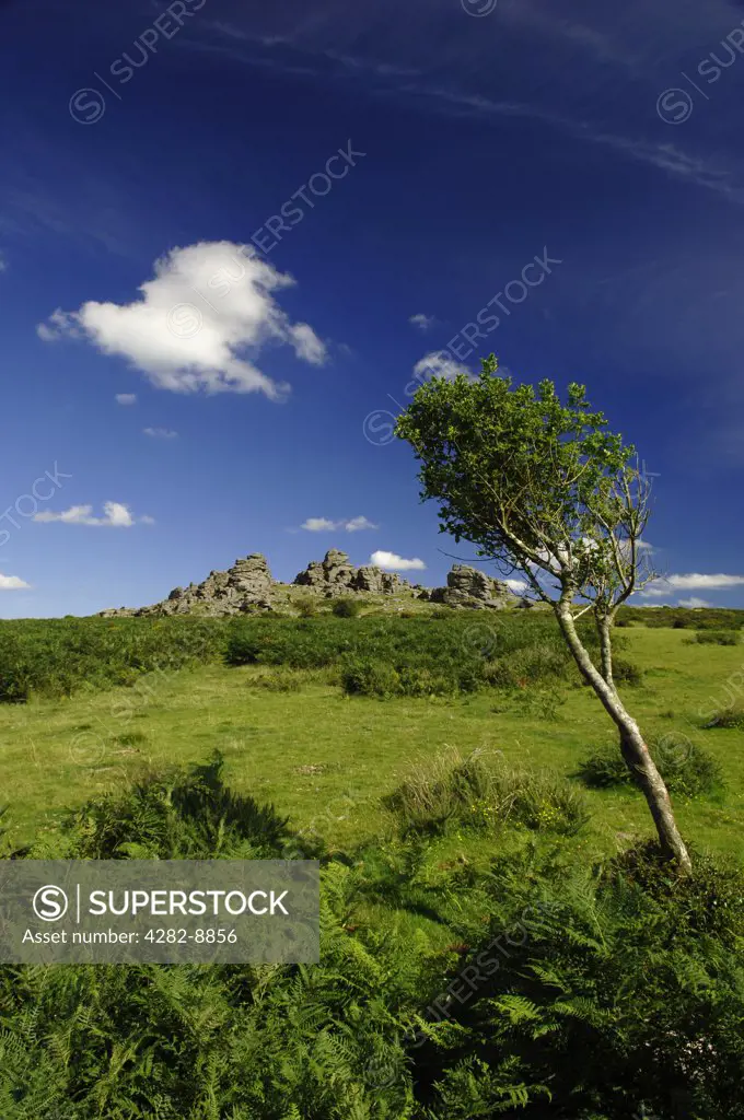 England, Devon, Hound Tor. Hound Tor on Dartmoor in Devon, said by some to have been the inspiration for Conan Doyle's book 'The Hound of the Baskervilles'.