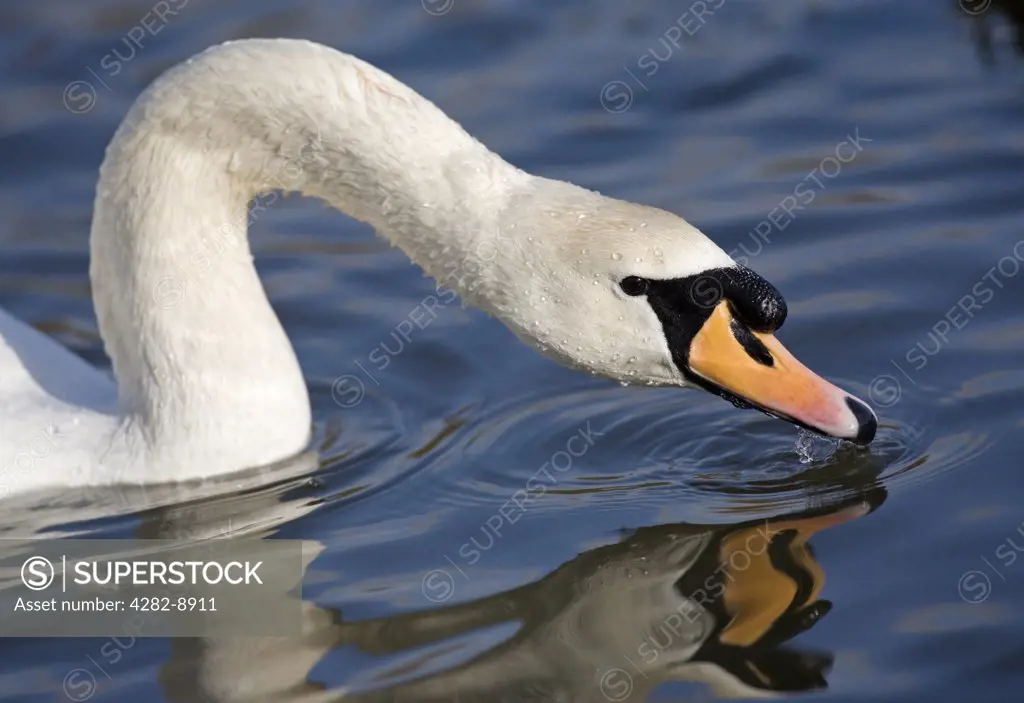 England, Gloucestershire, Slimbridge. Mute swan (Cygnus olor) at Slimbridge Wetland Centre.