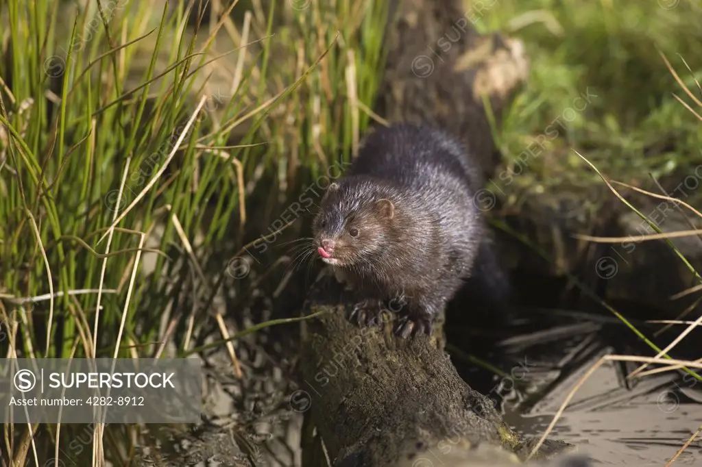 England, Surrey. A Water Vole (Arvicola terrestris) on a riverbank in Surrey. Water voles are often mistaken for rats. Ratty, in Kenneth Grahame's 'The Wind in the Willows', was actually a water vole.