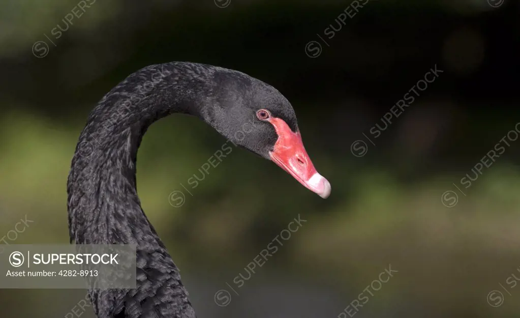 England, Gloucestershire, Slimbridge. Black swan (Cygnus atratus) at Slimbridge Wetland Centre.