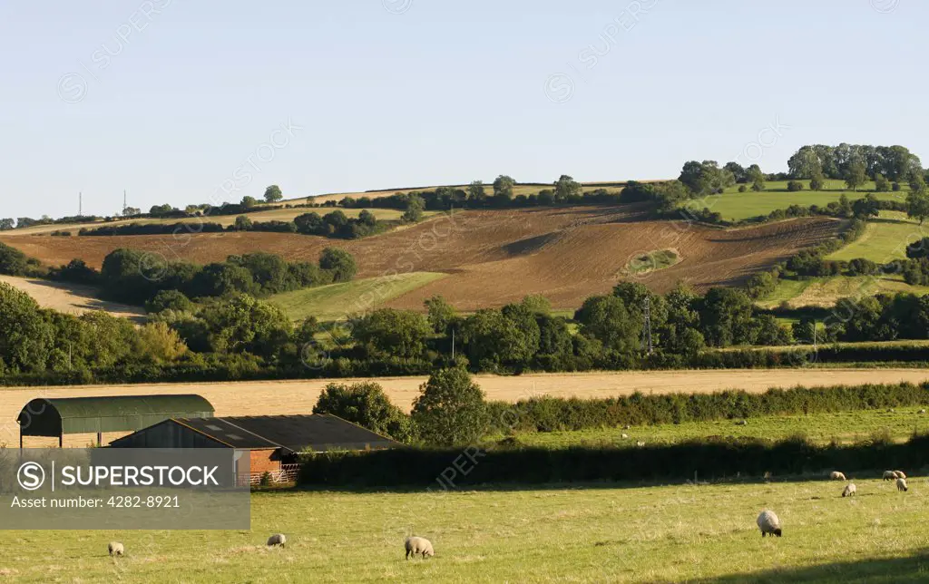England, Warwickshire, Ilmington. Sheep grazing in fields below Ilmington Down in Warwickshire.