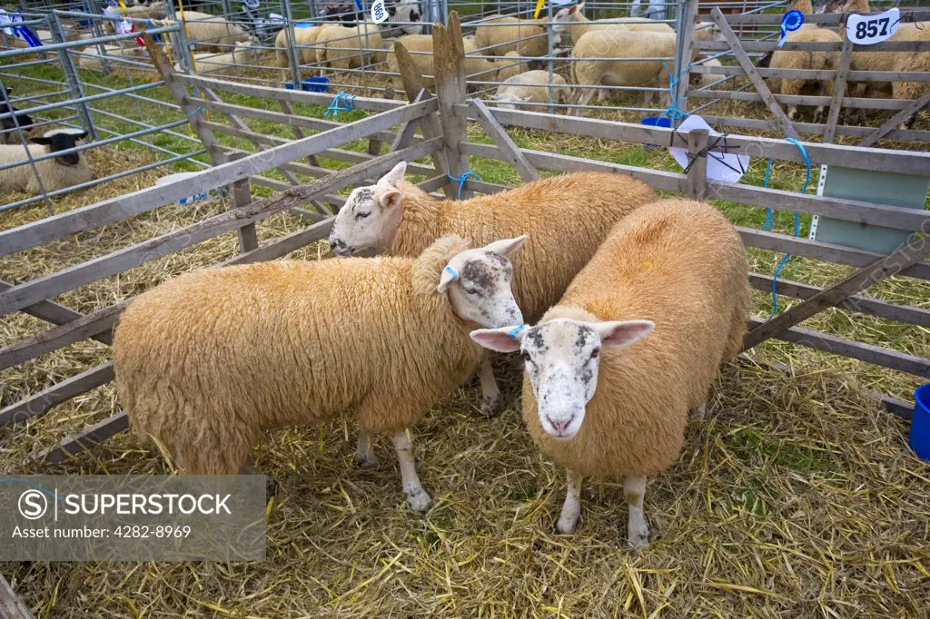 England, Gloucestershire, Moreton-in-Marsh. Berrichon cross sheep in a pen at the Moreton-in-Marsh Show, a traditional one day agricultural and horse show in the Cotswolds.