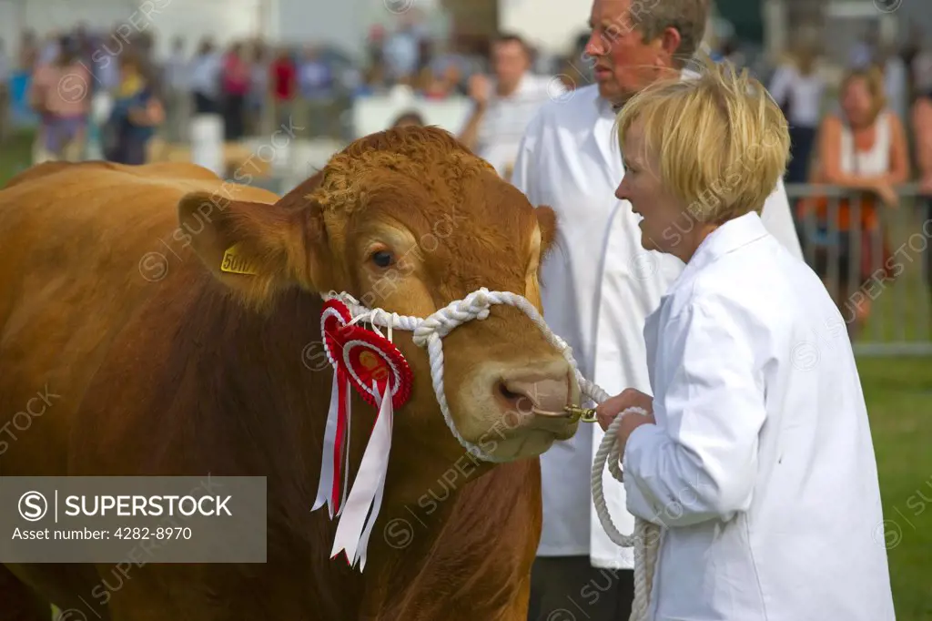 England, Gloucestershire, Moreton-in-Marsh. A prize-winning bull at the Moreton-in-Marsh Show, an annual, traditional one day Agricultural and Horse Show in the Cotswolds.