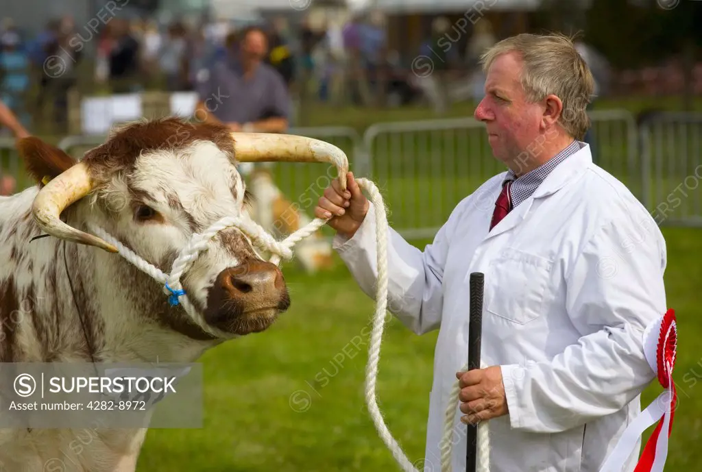 England, Gloucestershire, Moreton-in-Marsh. A prize-winning bull at a country show.