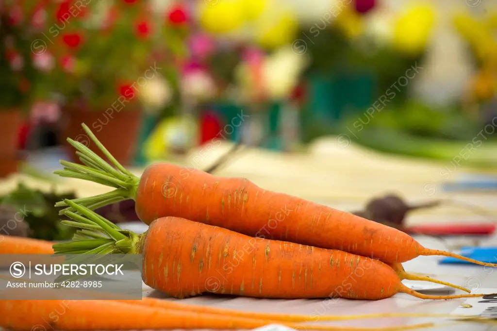 England, Gloucestershire, Moreton-in-Marsh. Prize-winning carrots on display at a country show.